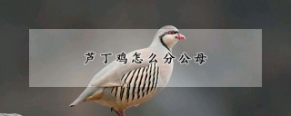 芦丁鸡怎么分公母,第1图