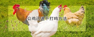 公鸡迅速不打鸣方法,第1图