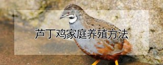 芦丁鸡家庭养殖方法,第1图