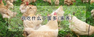 鸡吃什么下蛋多(家养),第1图