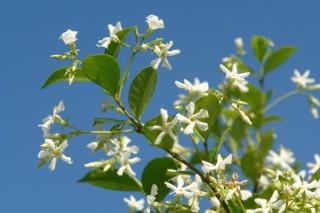 木香的种植技术,第2图