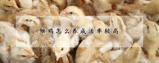 雏鸡怎么养成活率较高,第1图