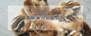 青脚麻鸡能长几斤,第1图