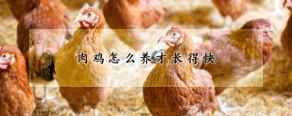 肉鸡怎么养才长得快,第1图