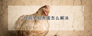 母鸡生软壳蛋怎么解决,第1图