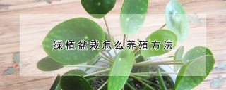 绿植盆栽怎么养殖方法,第1图