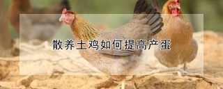 散养土鸡如何提高产蛋,第1图