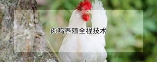 肉鸡养殖全程技术,第1图