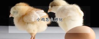 小鸡怎么孵化,第1图