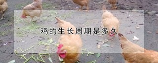 鸡的生长周期是多久,第1图