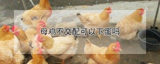 母鸡不交配可以下蛋吗,第1图