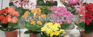 花的养殖方法和注意事项,第1图