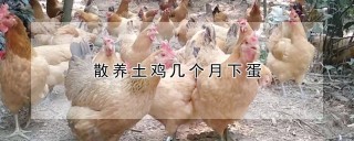 散养土鸡几个月下蛋,第1图