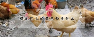 鸡尾巴上的黄东西是什么,第1图