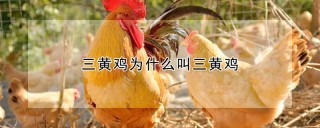 三黄鸡为什么叫三黄鸡,第1图