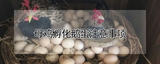 母鸡孵化鹅蛋注意事项,第1图