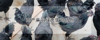 高产麻羽绿壳蛋鸡特点,第1图