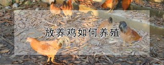 放养鸡如何养殖,第1图