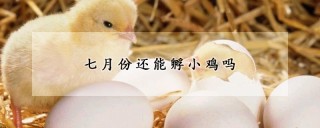 七月份还能孵小鸡吗,第1图