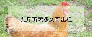 九斤黄鸡多久可出栏,第1图