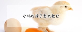 小鸡吃撑了怎么救它,第1图