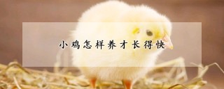 小鸡怎样养才长得快,第1图