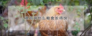 喂鸡用什么粮食长得快,第1图